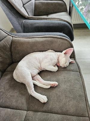Devon Rex Kitten Erbkrankheiten frein Linien nur noch zwei Kitten 