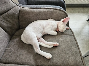Devon Rex Kitten Abholbereit nur noch zwei Kitten  Bild 2