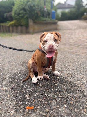 old english bulldog hündin welpe 