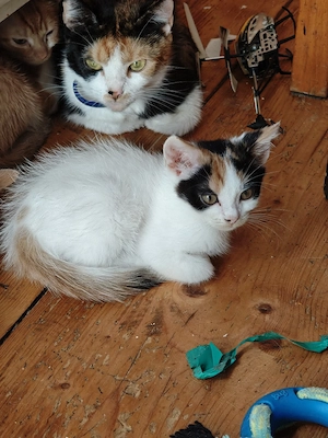 Süße katzen ab zu geben 