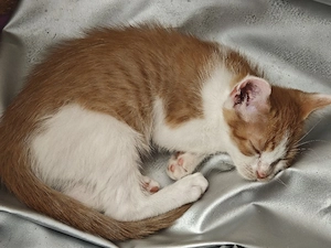 Süße katzen ab zu geben 