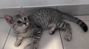 Kitten Britisch Kurzhaar (BKH)