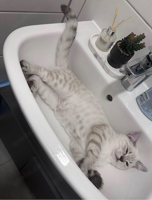 Kitten Britisch Kurzhaar (BKH)