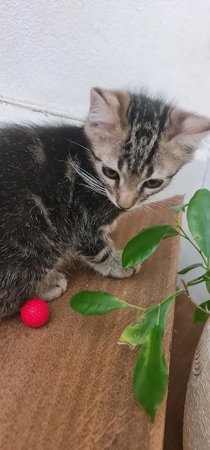 Kleine Katzen Katzenbabys 