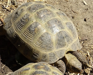 Vierzehenschildkröten (Testudo horsfieldii) - Weibchen abzugeben