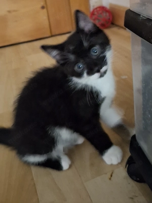Kliene süsse kitten Suche ein liebevolles Zuhause