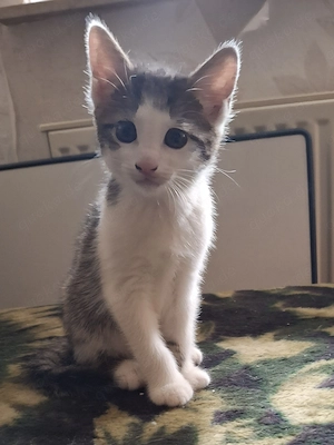 Kleine süße Kitten suchen ein liebevolles Zuhause