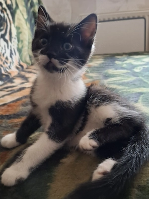 Kliene süsse kitten Suche ein liebevolles Zuhause
