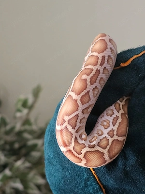 1.0 bivittatus hypo tigerpython 