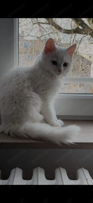 Wunderschöner Türkisch Angora Kater sucht liebevolles Zuhause   