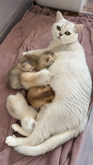 5 Britisch Kurzhaar Kitten 
