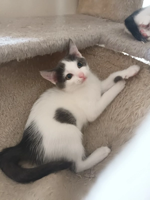 Babykatzen 