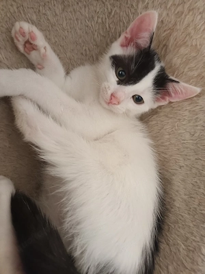 Babykatzen 