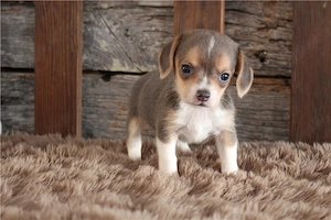 Beagle-Welpen verfügbar 