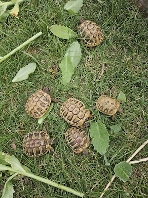 griechische Landschildkröte - Testudo hermanni
