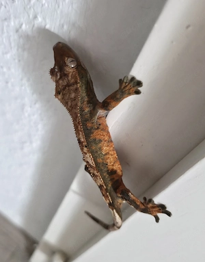 Kronengecko Correlophus ciliatus aus NZ September 2025 in Siegen Bild 4