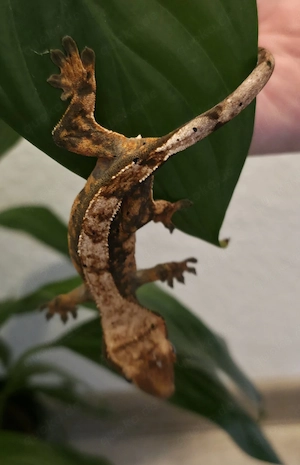 Kronengecko Correlophus ciliatus aus NZ September 2025 in Siegen Bild 5
