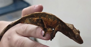 Kronengecko Correlophus ciliatus aus NZ September 2025 in Siegen Bild 2