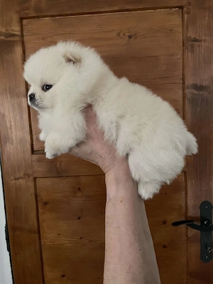 Zwergspitz( Pomeranian) Welpen