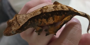 Kronengecko Correlophus ciliatus aus NZ September 2025 in Siegen Bild 3