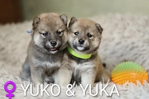 Wunderschöne Shiba-Inu-Welpen mit rotem Fell 