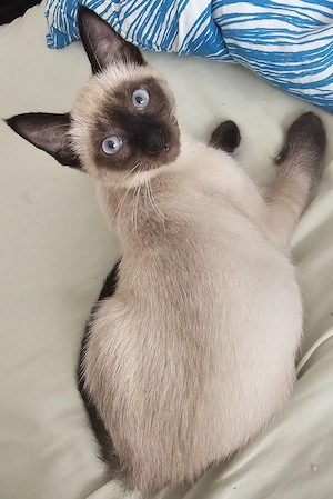 Wunderschöne, liebevolle Kitten (15 Wochen) - frisch entwurmt!
