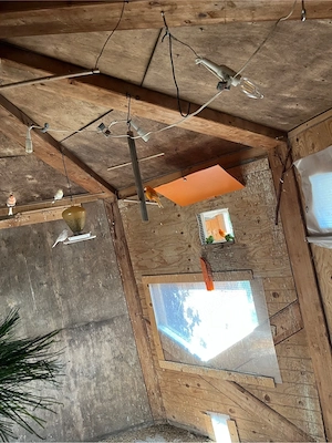 Kanatienvögel