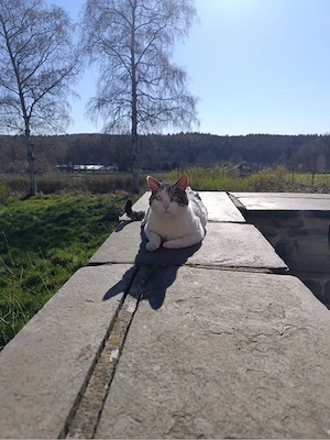Liebevoller Kater sucht ein Zuhause
