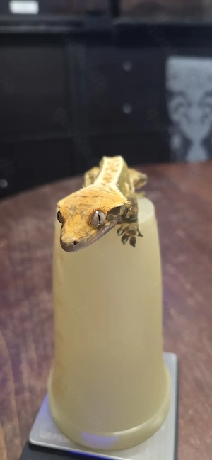  High Color Kronengecko Männchen " Zenitsu " - 1.0 - Cream Flame (Tailless)