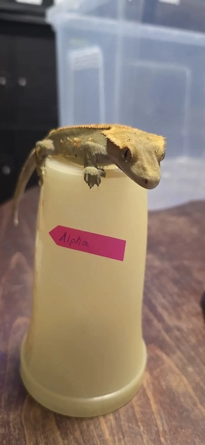 Kronengecko (Correlophus ciliatus) - 1.0 - Flame   Low-Pinstripe ("Alpha")