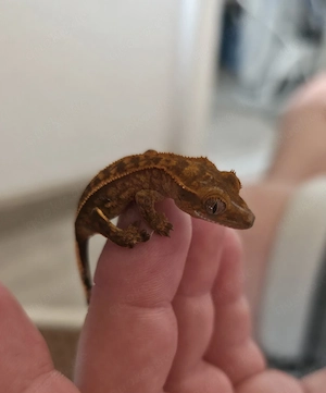 Kronengecko Correlophus ciliatus Jungtier Mai 2026 aus eigener NZ in Siegen