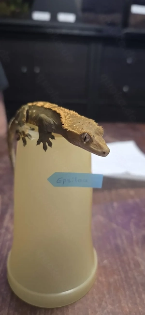 Kronengecko (Correlophus ciliatus) - 1.0 -  Harlequin ("Epsilon")