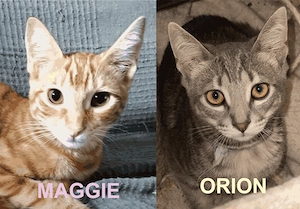 Maggie & Orion suchen gemeinsam ihr Für-immer-Zuhause (als Wohnungskatzen)