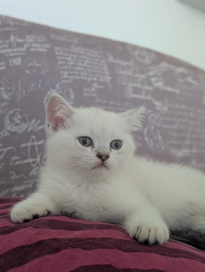 süße BKH Kitten 