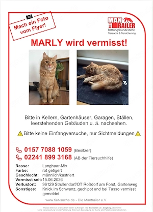 Kater Marly vermisst in Roßdorf am Forst