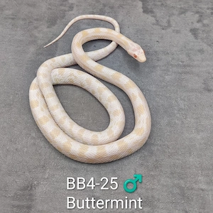 Kornnatter Buttermint NZ 25  