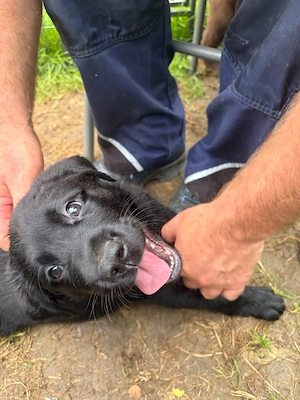 Labrador Welpen nur noch 3 Rüden !! Bild 2
