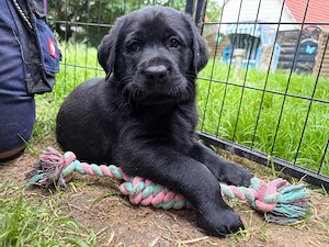 Labrador Welpen nur noch 3 Rüden !! Bild 8