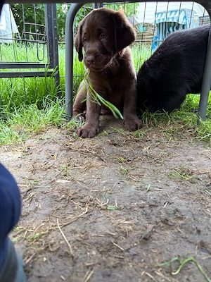 Labrador Welpen nur noch 3 Rüden !! Bild 9