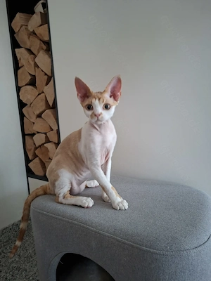 Devon Rex Kitten