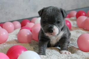 Alternativ Bulldoggen Welpen 