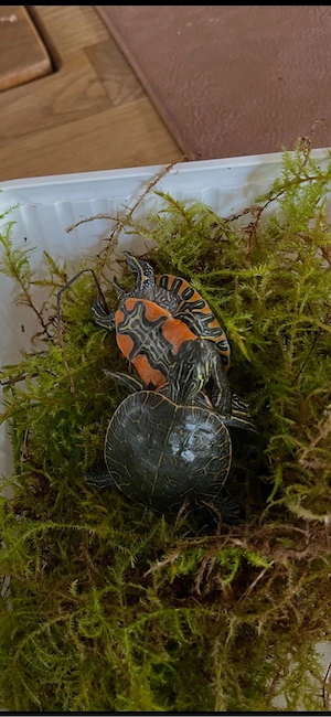 Chrysemys picta bellii
