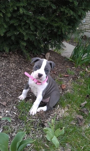 Wunderschöne American Staffordshire Terrier Welpen