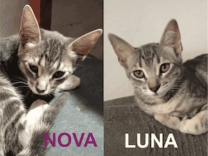 Luna & Nova suchen gemeinsam ihr Für-immer-Zuhause (als Wohnungskatzen)