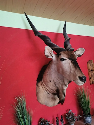Kapitale Eland Trophäe  Präparat ( Jagdtrophäen  Taxidermy) 