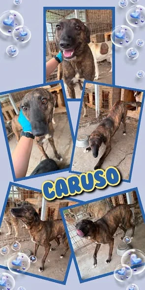 sehr lieber, offener, lustiger, menschenbezogener Rüde "Caruso" sucht ein Zuhause