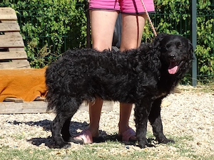Collie kroatischer Schäferhund Rüde 12Mon THERAPIEHUND geeignet 