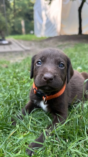 Labradoodle F2 Welpen braun Deutsch Kurzhaar Hündin Rüde rauhaar drahthaar 