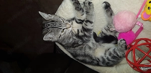 Europäische Kurzhaarkatze 