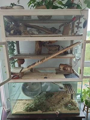 4 Degu Weibchen inkl. Gehege, Einrichtung und Laufrad v. Laufradschmiede